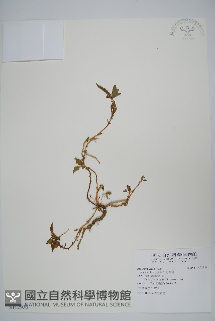 野莧菜藏品圖，第1張
