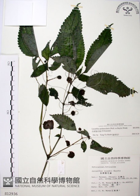 長梗盤花麻藏品圖，第1張