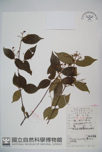 松田氏莢迷、宜昌莢迷藏品圖，第1張