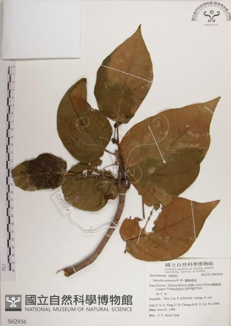 蘭嶼蘋婆藏品圖，第1張