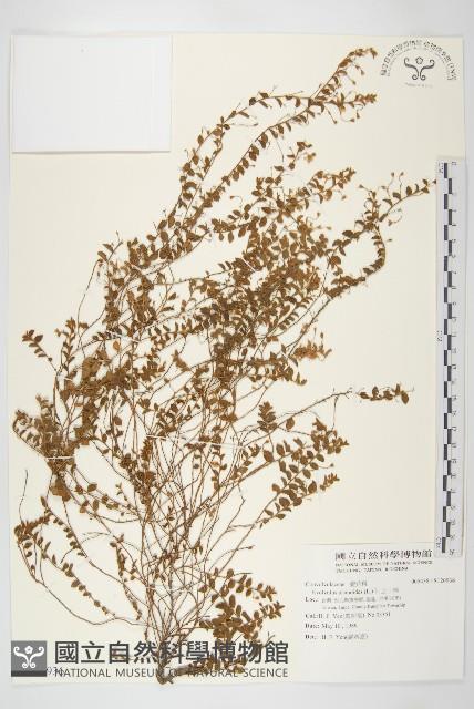 土丁桂藏品圖，第1張