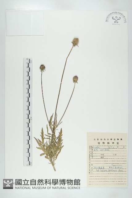 華北藍盆花藏品圖，第1張