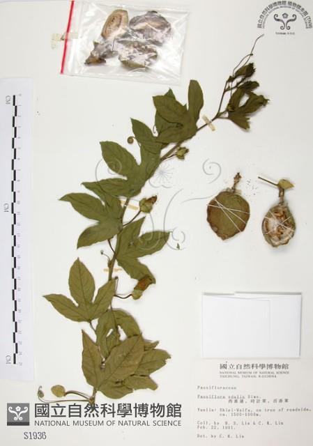 西番蓮、百香果藏品圖，第1張