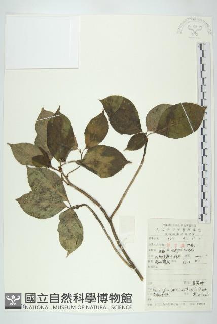 青莢葉藏品圖，第1張