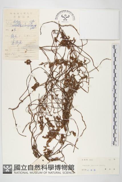 日本菟絲子藏品圖，第1張