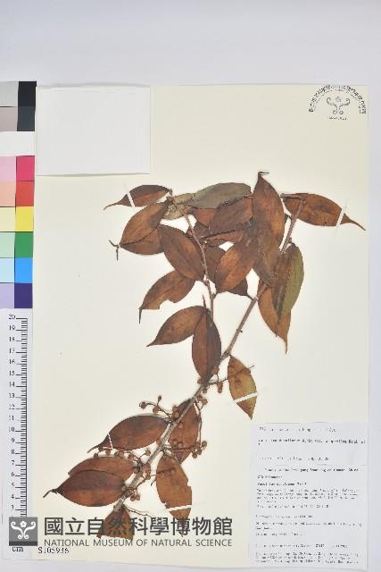 尾葉越橘藏品圖，第1張