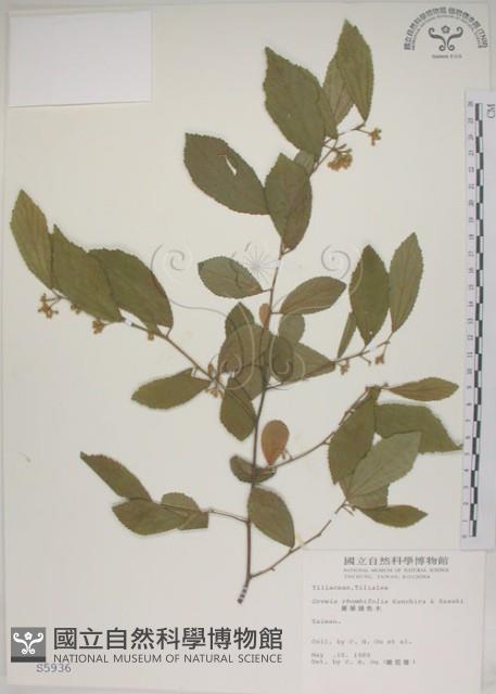 菱葉捕魚木藏品圖，第1張