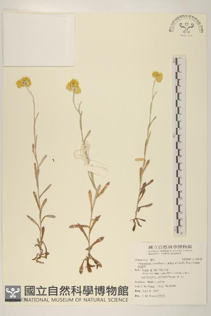 鼠麴草藏品圖，第1張