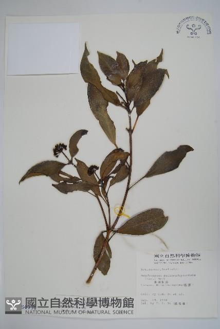 臺灣樹參藏品圖，第1張