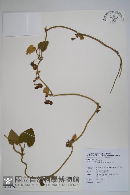 大葉馬兜鈴藏品圖，第1張