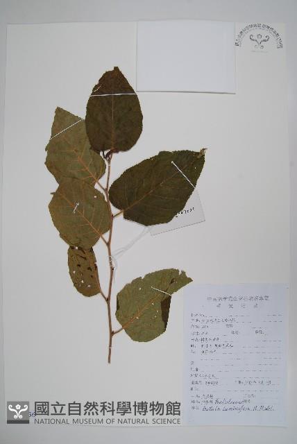 亮葉樺藏品圖，第1張