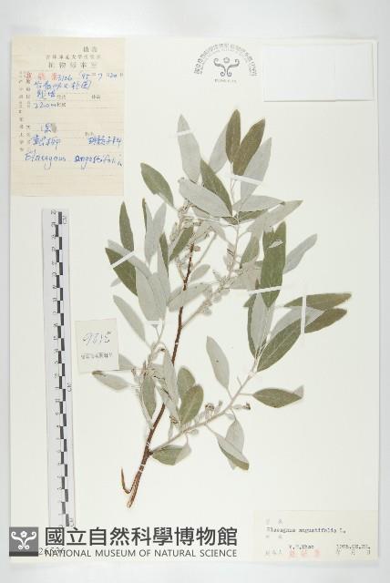 銀柳藏品圖，第1張