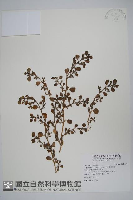 假海馬齒藏品圖，第1張