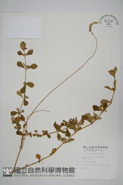 假川牛膝藏品圖，第1張