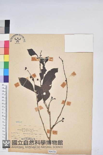 披針葉饅頭果藏品圖，第1張