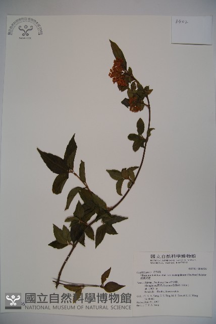 狹葉莢迷藏品圖，第1張