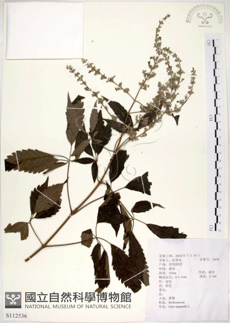 黃荊藏品圖，第1張