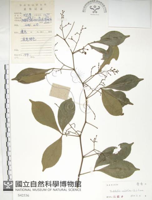 飛龍掌血藏品圖，第1張