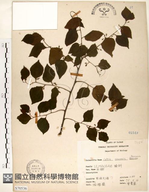 朴樹藏品圖，第1張