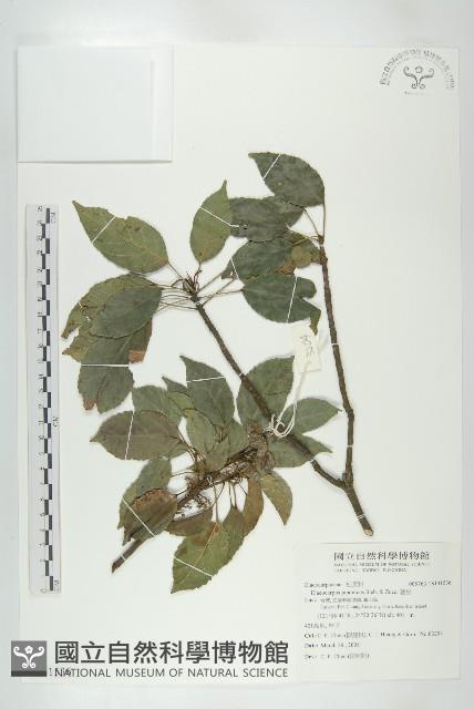 薯豆藏品圖，第1張