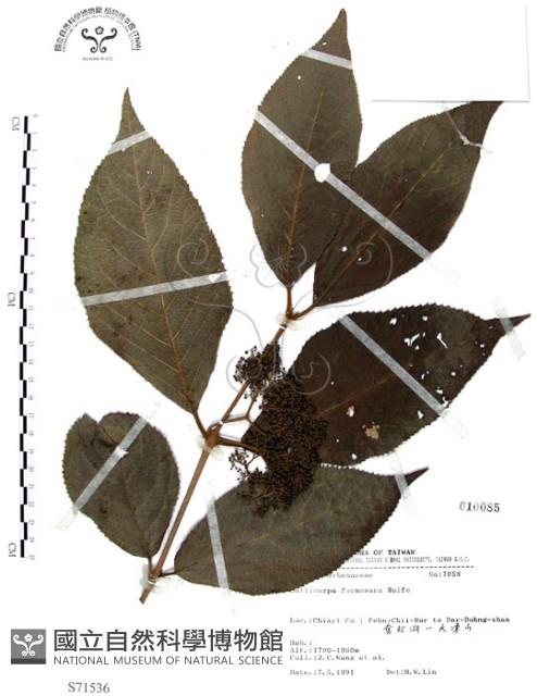 杜虹花，台灣紫珠藏品圖，第1張