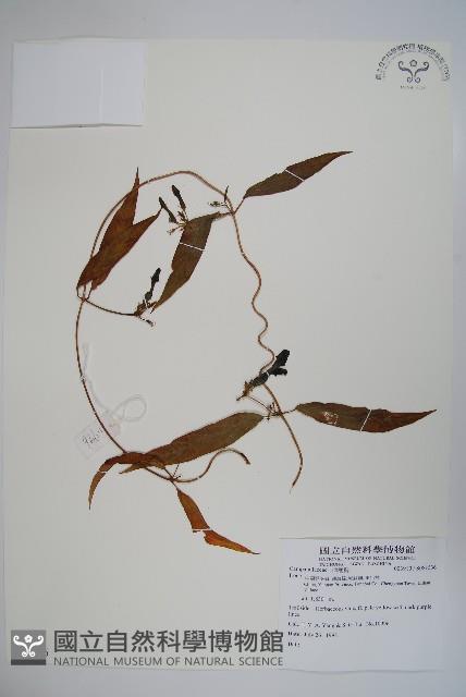 登錄號:S081536藏品圖，第1張