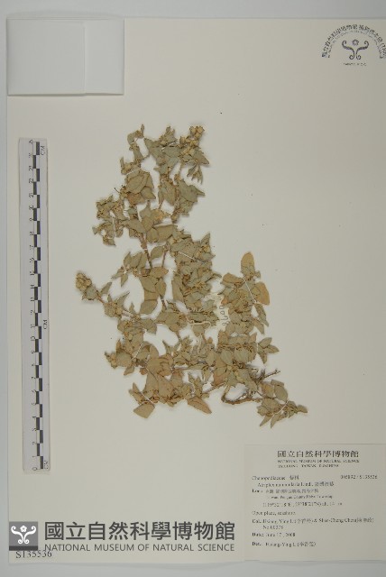 臺灣濱藜藏品圖，第1張