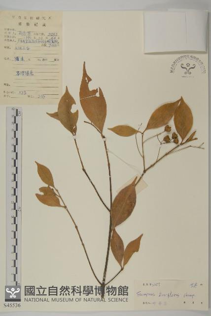 大丁黃藏品圖，第1張