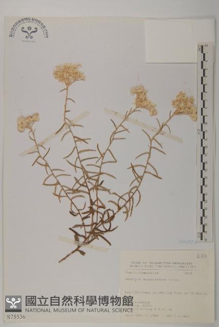 抱莖籟簫藏品圖，第1張