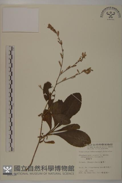 燈豎朽藏品圖，第1張