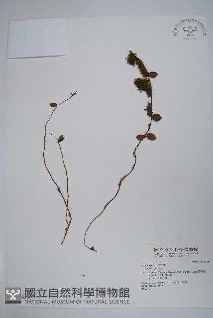 登錄號:S034536藏品圖，第1張