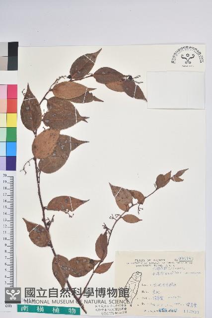 白果白珠藏品圖，第1張