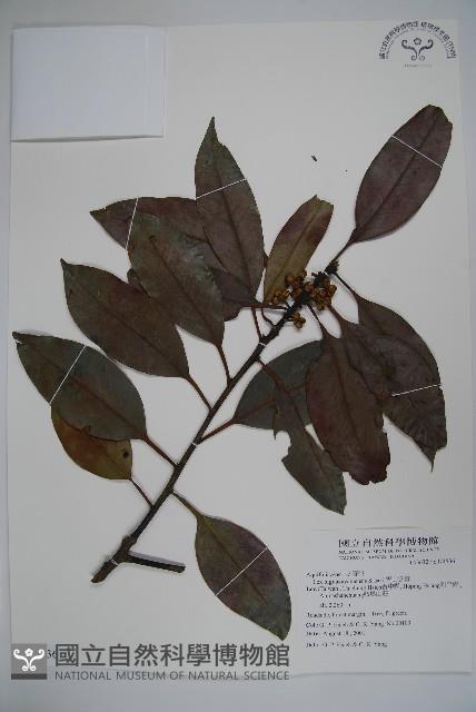 雪山冬青藏品圖，第1張