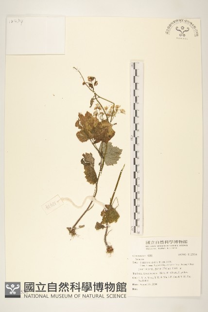 登錄號:S123536藏品圖，第1張
