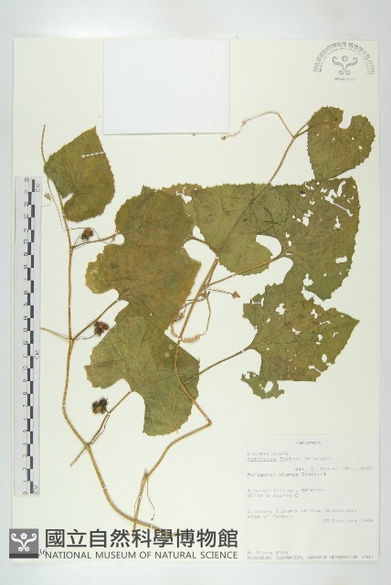 登錄號:S093536藏品圖，第1張