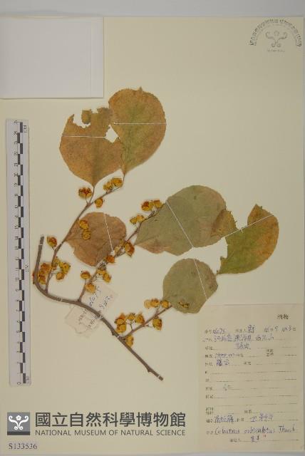 南蛇藤藏品圖，第1張