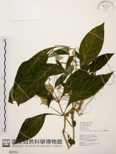 臺灣鱗球花藏品圖，第1張