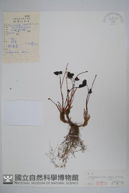 鮮黃連藏品圖，第1張