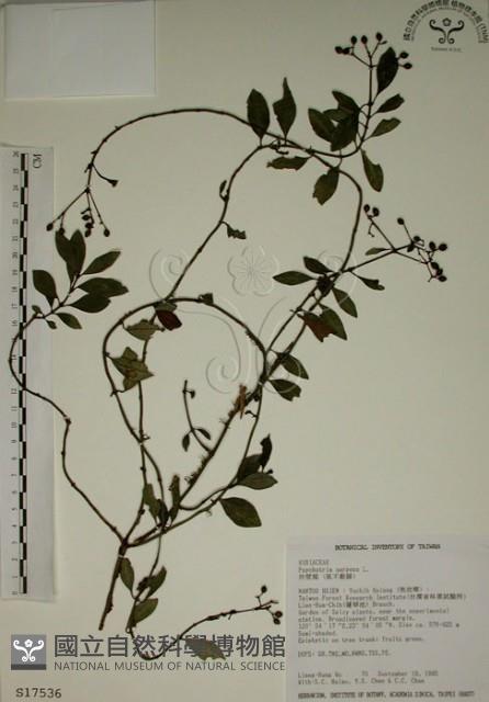 拎壁龍藏品圖，第1張