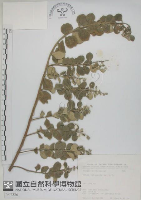 海埔姜藏品圖，第1張