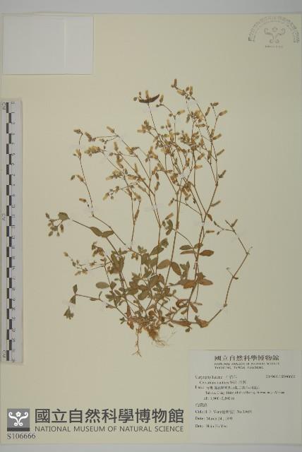 卷耳藏品圖，第1張