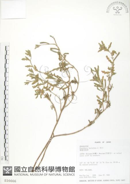 裂葉月見草藏品圖，第1張