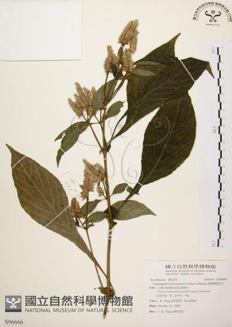 臺灣鱗球花藏品圖，第1張