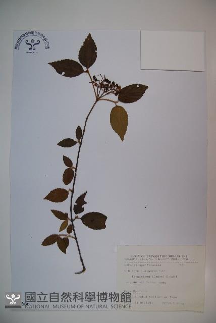 紅子莢迷藏品圖，第1張