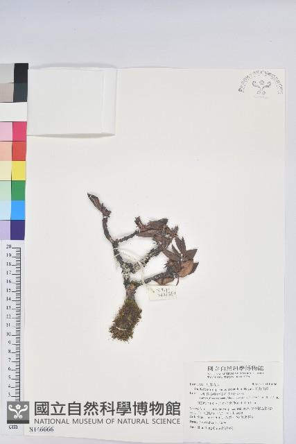 玉山杜鵑藏品圖，第1張