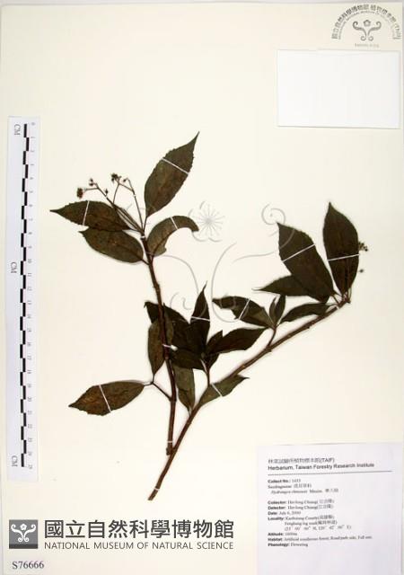 華八仙藏品圖，第1張