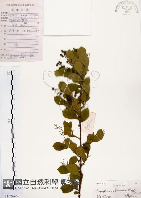 灰木藏品圖，第1張