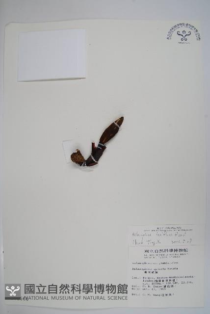 穗花蛇菰藏品圖，第1張