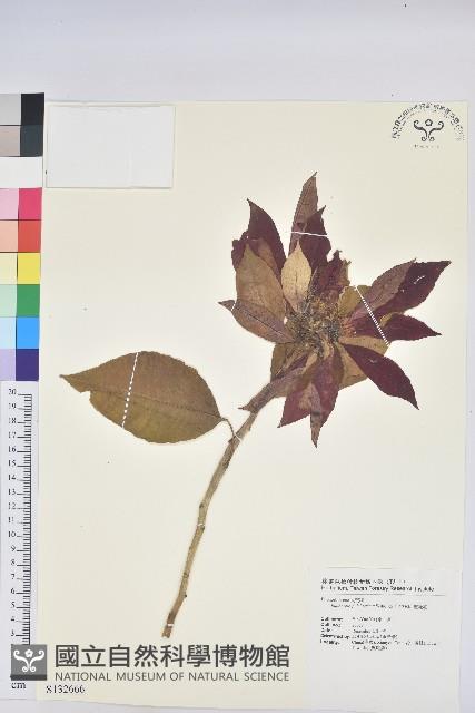 聖誕紅、一品紅藏品圖，第1張