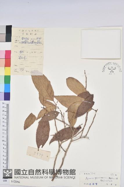 雲南銀柴藏品圖，第1張